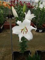 [4167 Zambesi Mak No01.JPG]